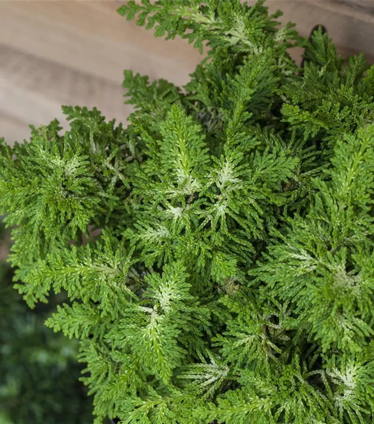 Scheinzypresse 'Fernspray Gold'