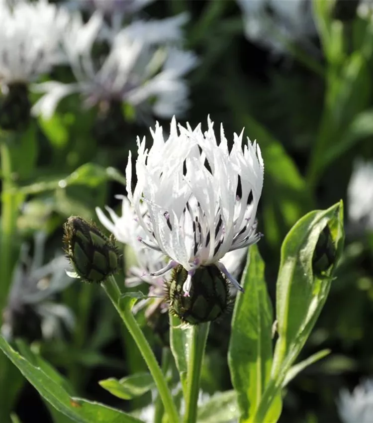 White Mountain centaurée 'Alba'