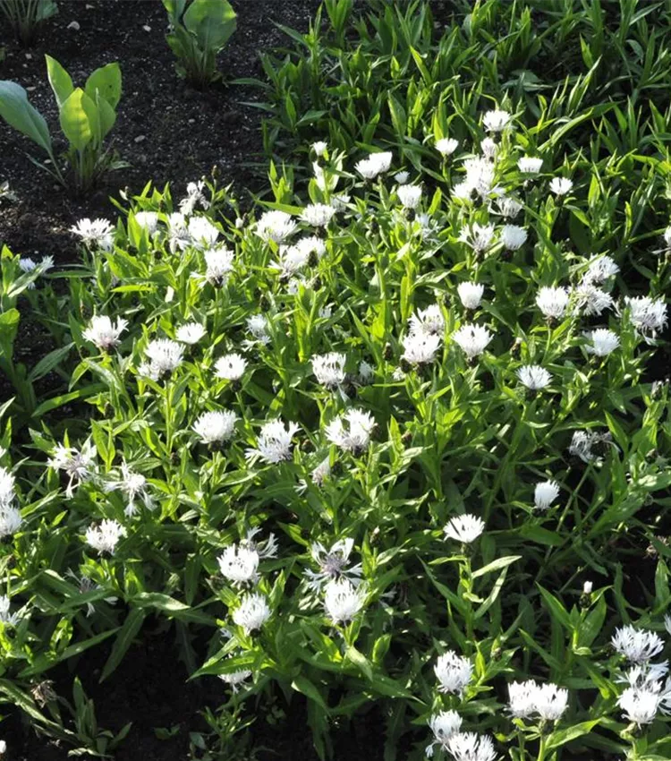 White Mountain centaurée 'Alba'