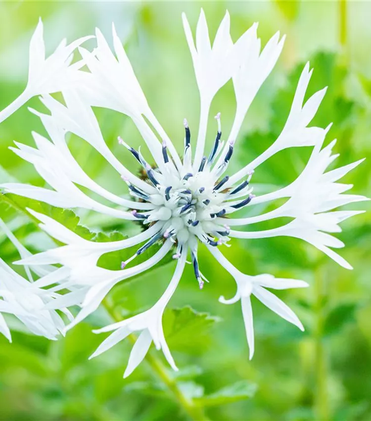 White Mountain centaurée 'Alba'