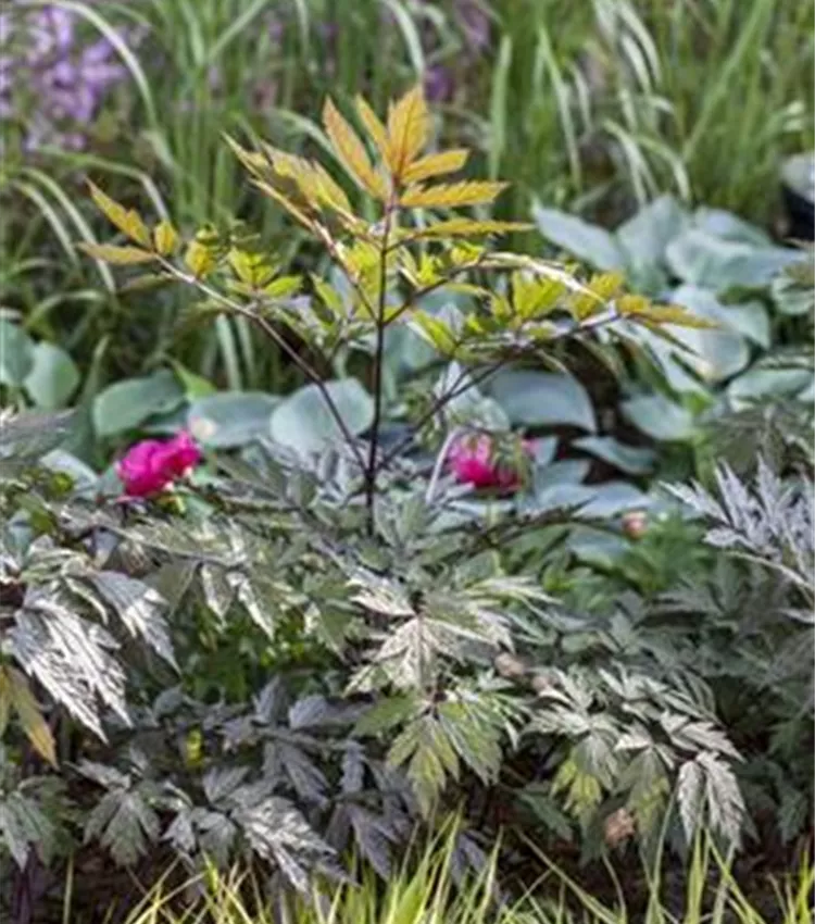 Garten-September-Silberkerze 'Pink Spike'