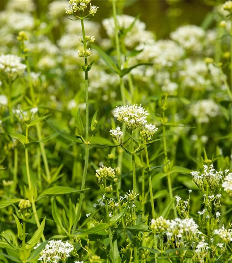 Weissblühende Garten-Spornblume 'Albus'
