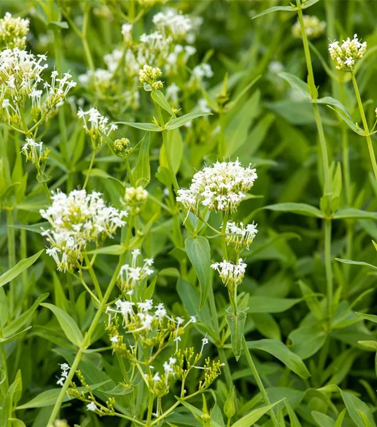 Weissblühende Garten-Spornblume 'Albus'
