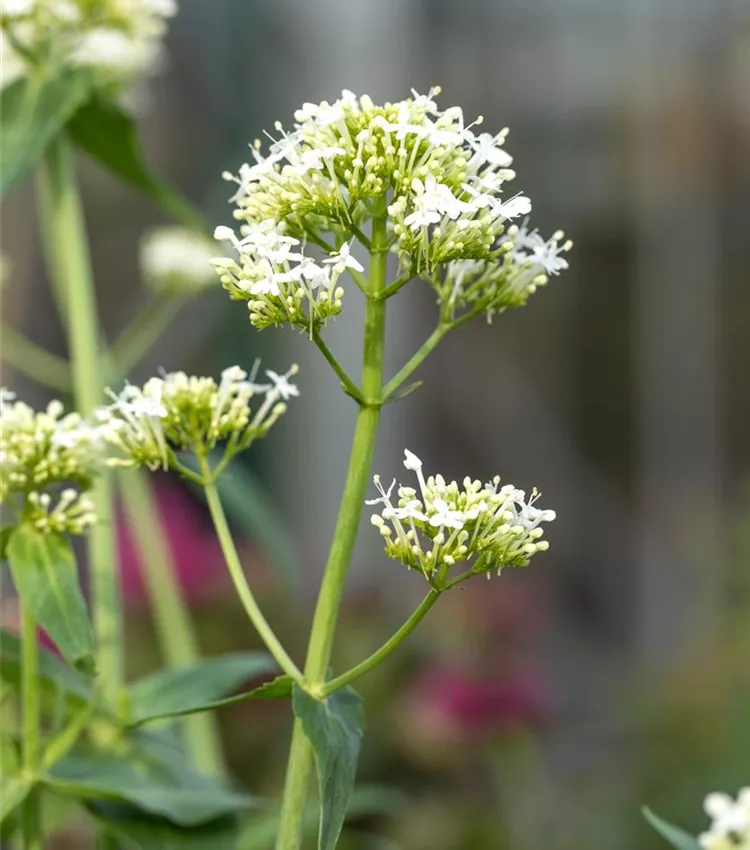 Weissblühende Garten-Spornblume 'Albus'