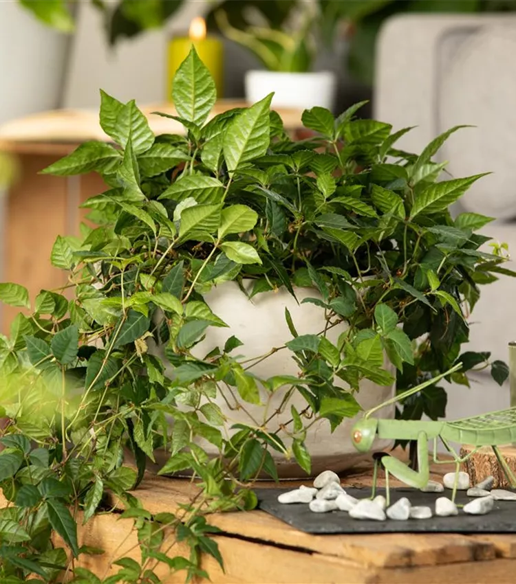 Cissus rhombifolia, Knigswein | RICOTER Erdaufbereitung AG