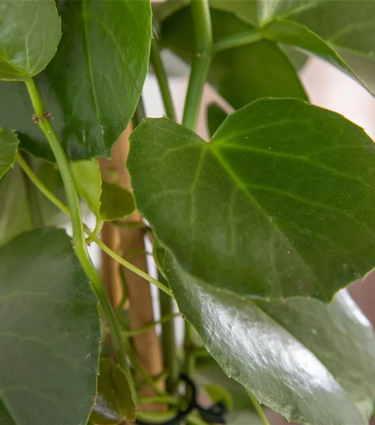 Cissus rhombifolia 'Ellen Danica', Knigswein 'Ellen Danica' | RICOTER  Erdaufbereitung AG