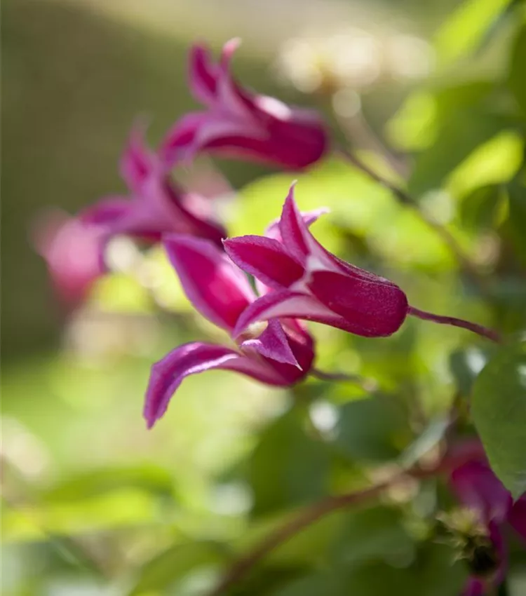 Clématite 'Princess Diana' Clématite 'Princess Diana'