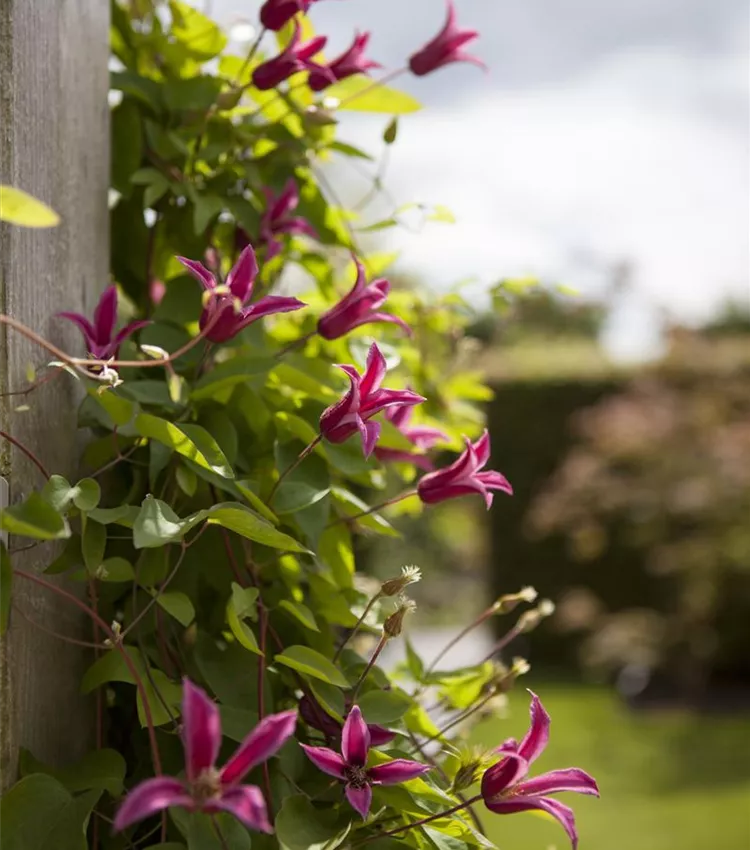 Clématite 'Princess Diana' Clématite 'Princess Diana'