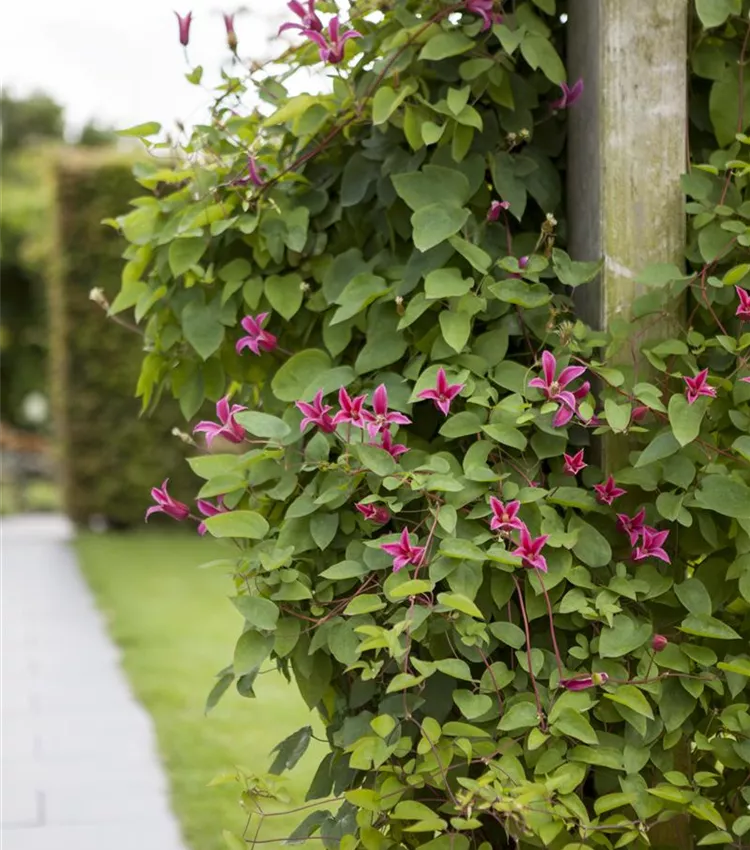 Clématite 'Princess Diana' Clématite 'Princess Diana'