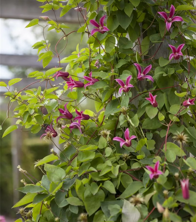 Clématite 'Princess Diana' Clématite 'Princess Diana'