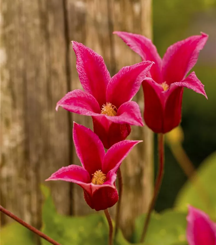 Clématite 'Princess Diana' Clématite 'Princess Diana'