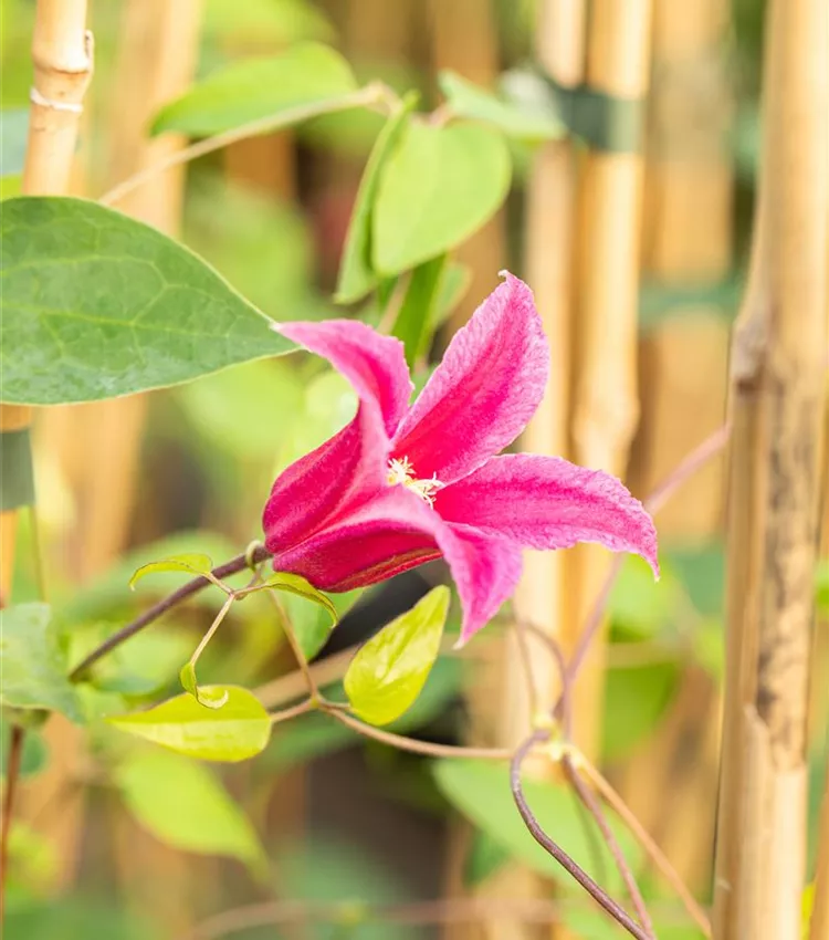 Clématite 'Princess Diana' Clématite 'Princess Diana'