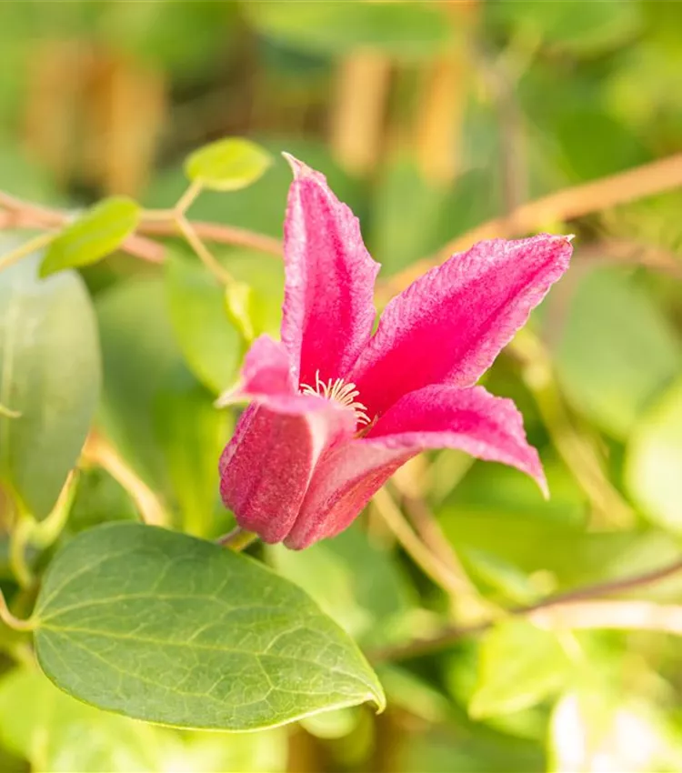 Clématite 'Princess Diana' Clématite 'Princess Diana'