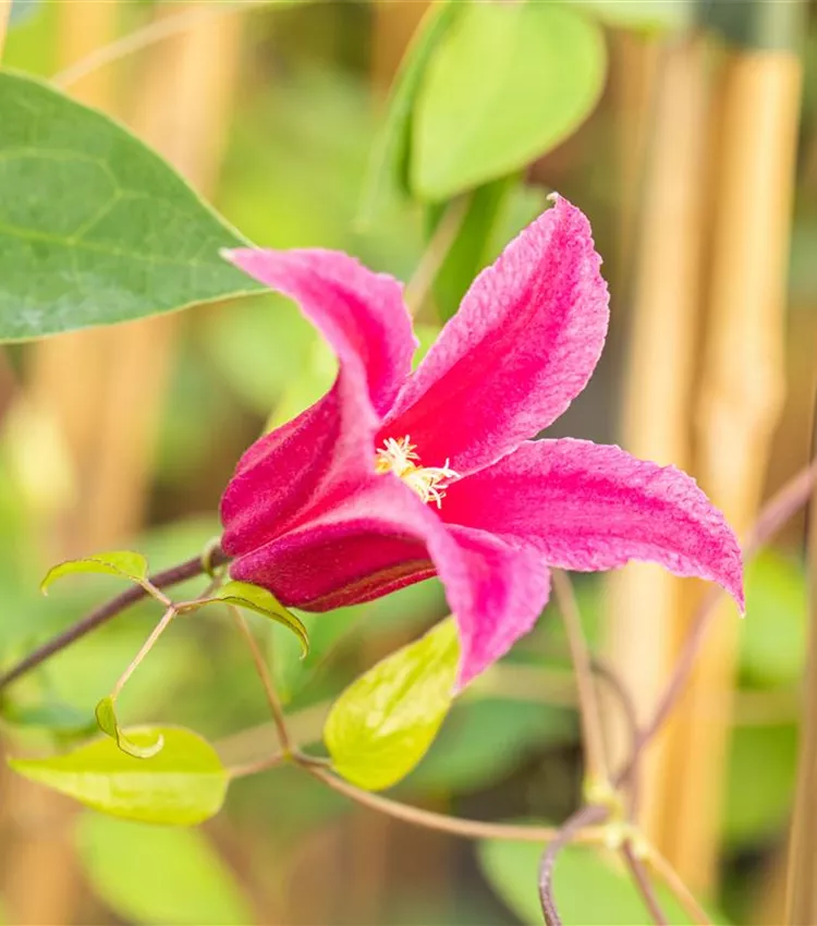 Clématite 'Princess Diana' Clématite 'Princess Diana'
