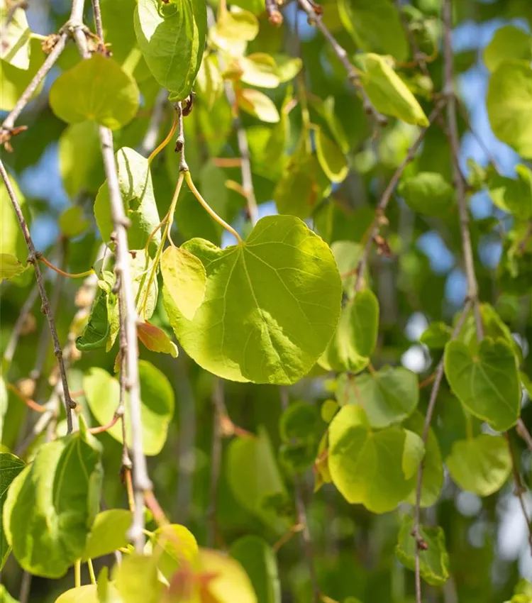 Katsura suspendus 'Pendulum'