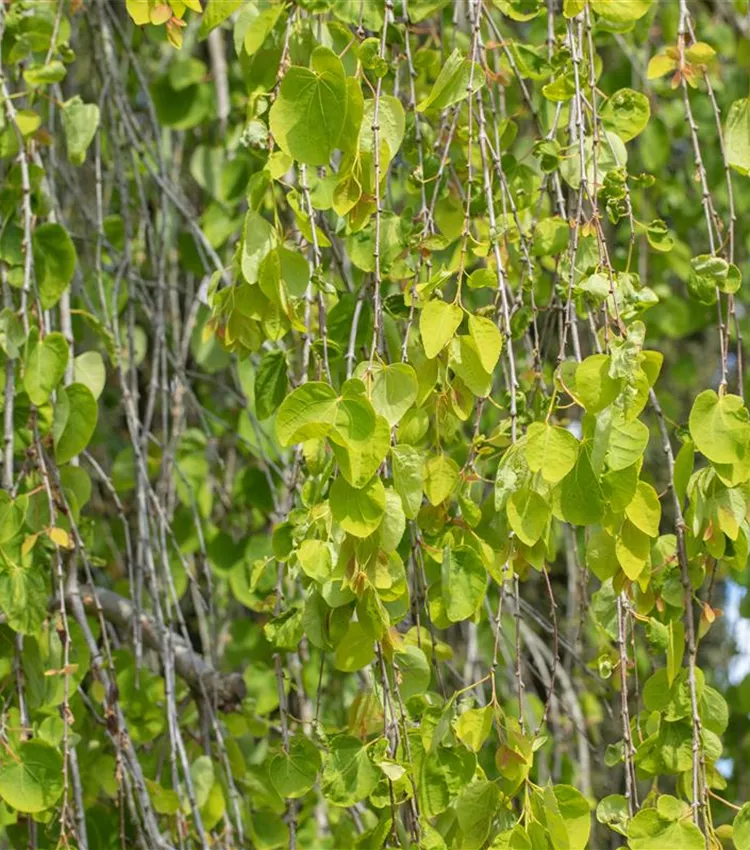 Katsura suspendus 'Pendulum'