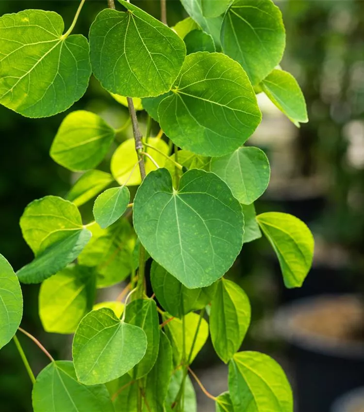 Katsura suspendus 'Pendulum'