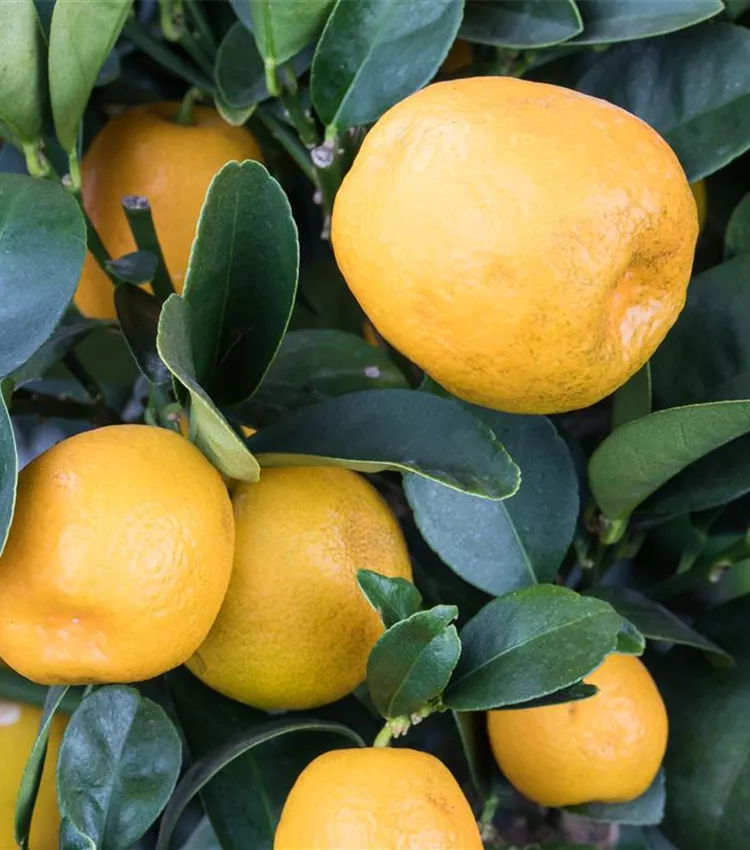 Kumquat 'Obovata'