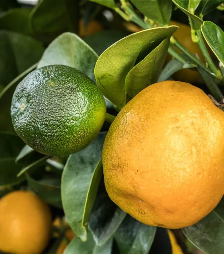 Kumquat 'Obovata'