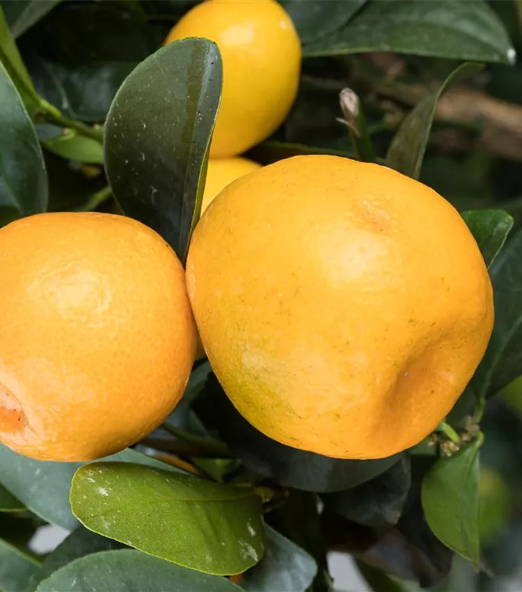 Kumquat 'Obovata'