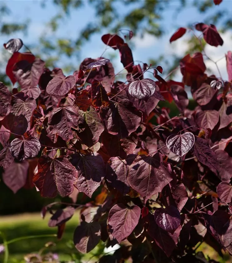 Kanadischer Judasbaum 'Merlot'