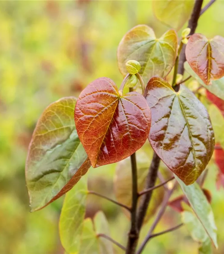 Kanadischer Judasbaum 'Merlot'