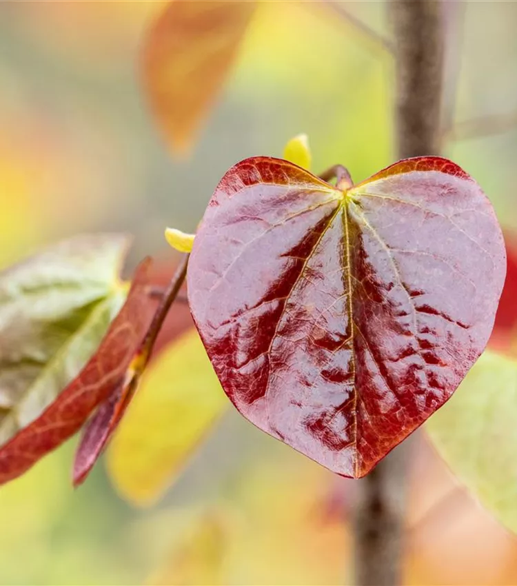 Kanadischer Judasbaum 'Merlot'