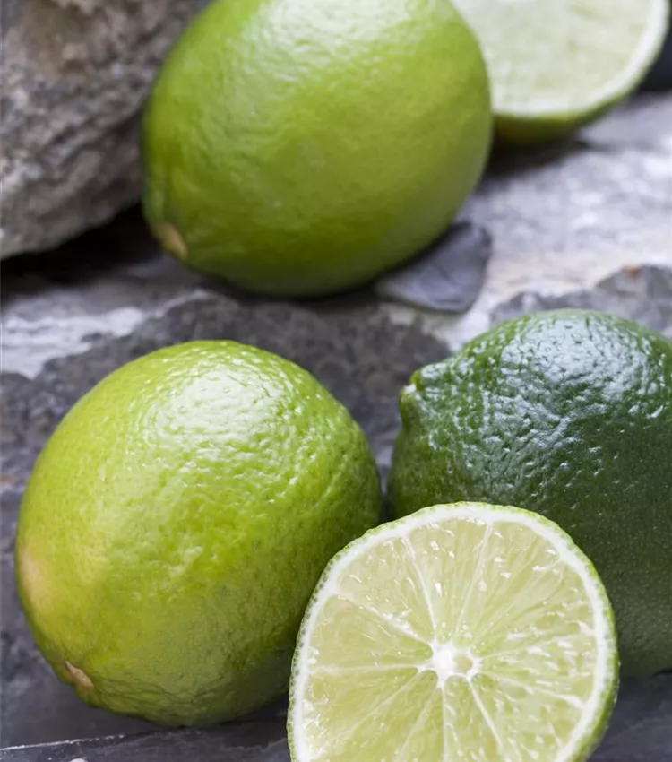 Citronnier