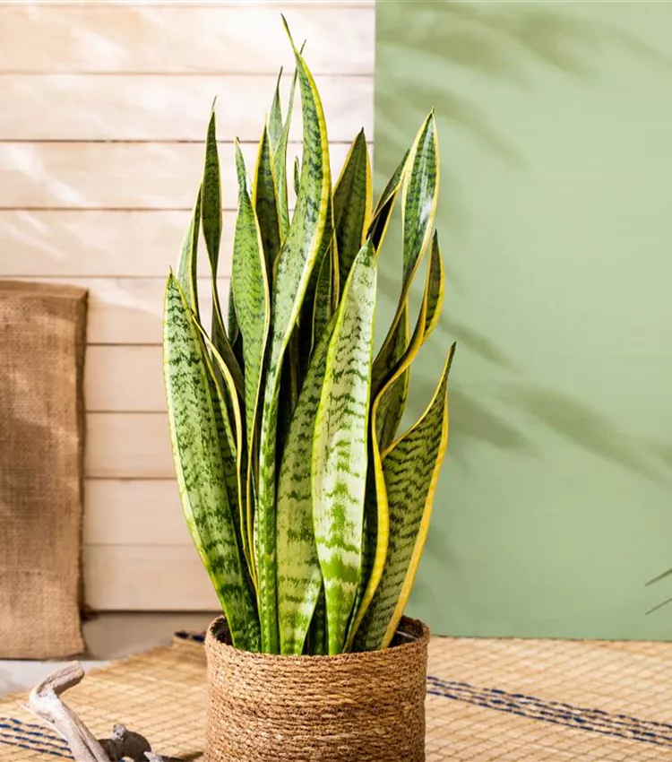 Sansevieria trifasciata 'Futura Superba', Bogenhanf 'Futura Superba' |  RICOTER Erdaufbereitung AG