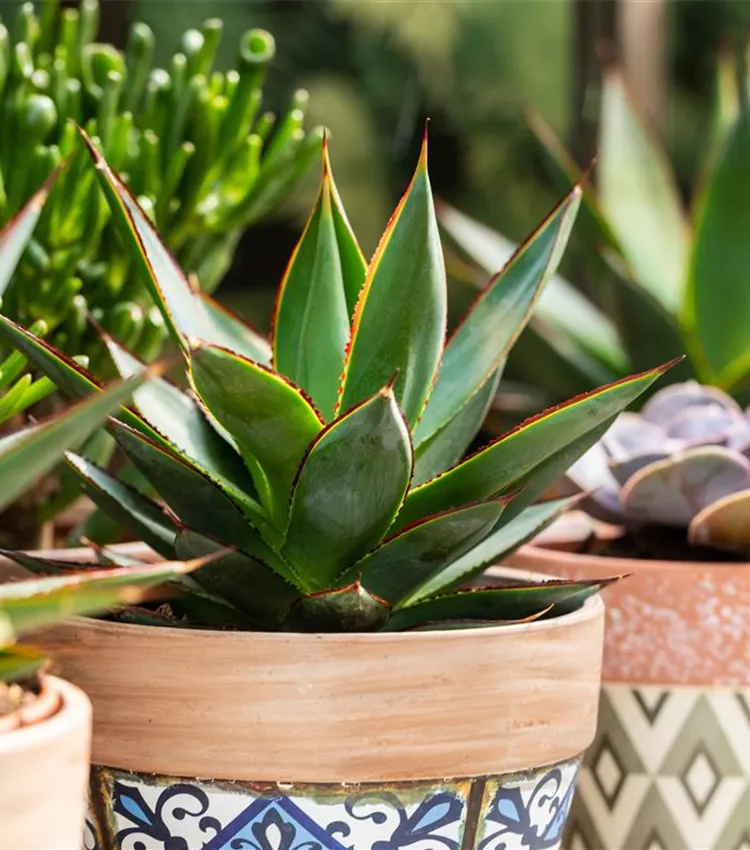 cast iron plant aspidistra Variegated Cast Iron Plant main image 0