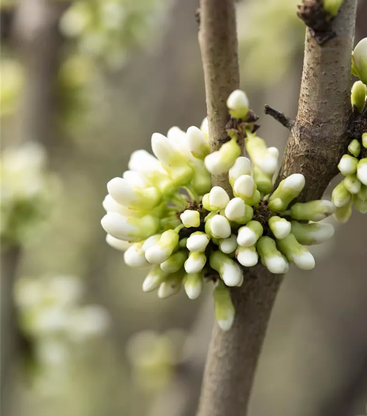 Arbre de Judée 'Shirobana'