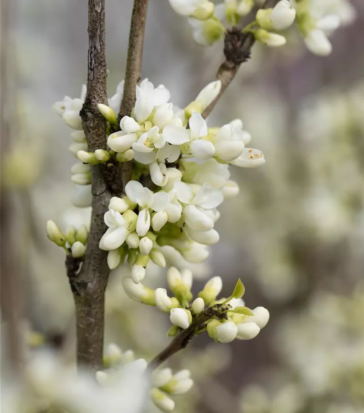 Arbre de Judée 'Shirobana'