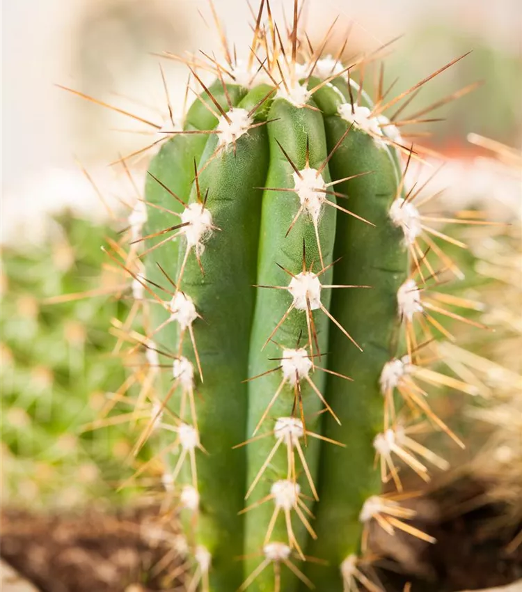 Cereus