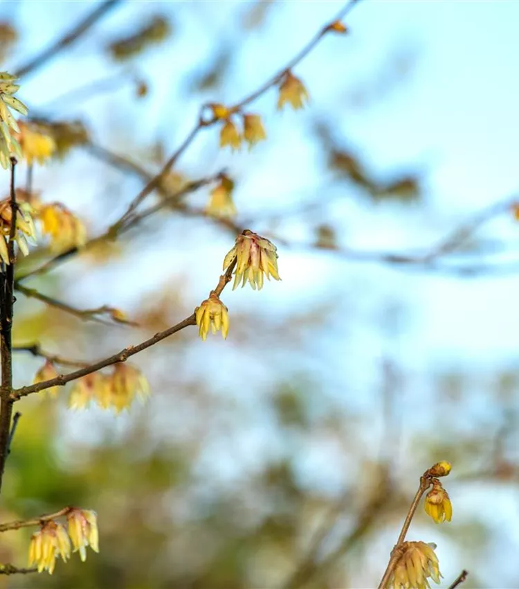 Chimonanthe