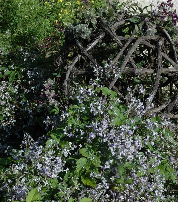 Clématite