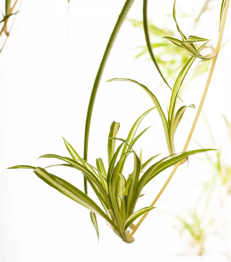 Grünlilie 'Variegatum'