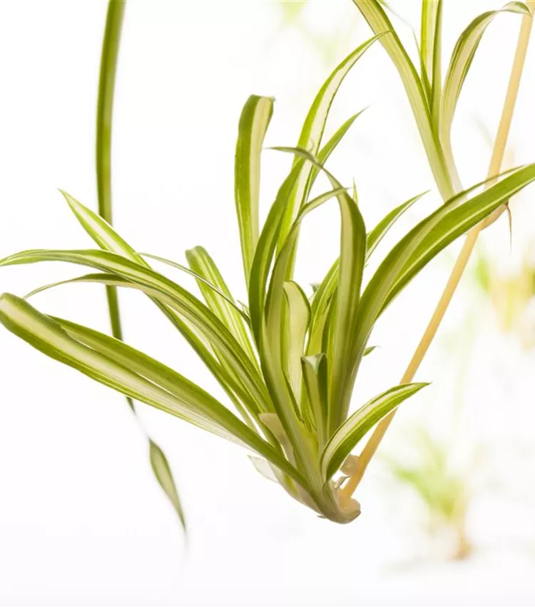 Grünlilie 'Variegatum'