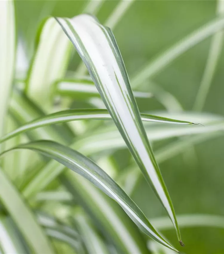 Grünlilie 'Variegatum'