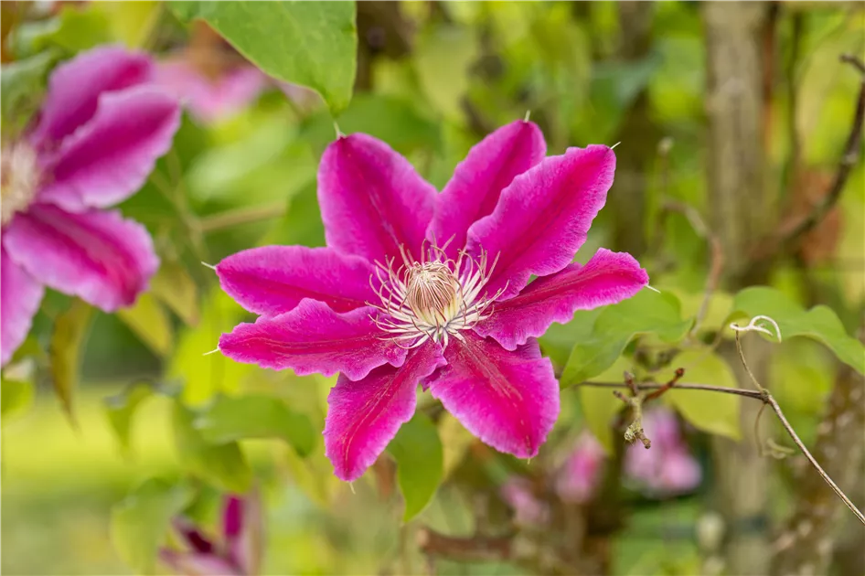 Clématite 'Doctor Ruppel' - Plante Grimpante à Grandes Fleurs - Hauteur 50-60 Cm En Conteneur