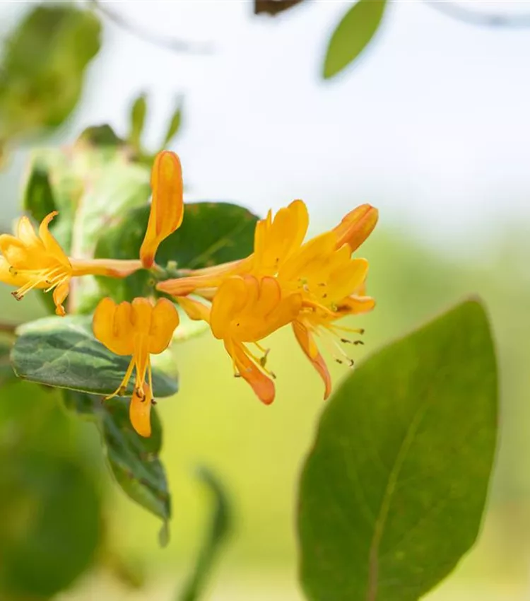 Chèvrefeuille grimpant Chèvrefeuille grimpant