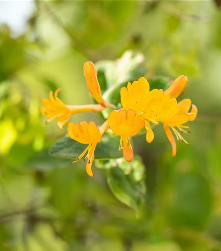 Chèvrefeuille grimpant Chèvrefeuille grimpant