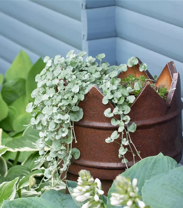 Dichondra argentea, Silberregen | RICOTER Erdaufbereitung AG
