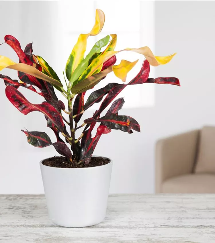 ufopflanze giftig Ufopflanze (Pilea peperomioides) kaufen