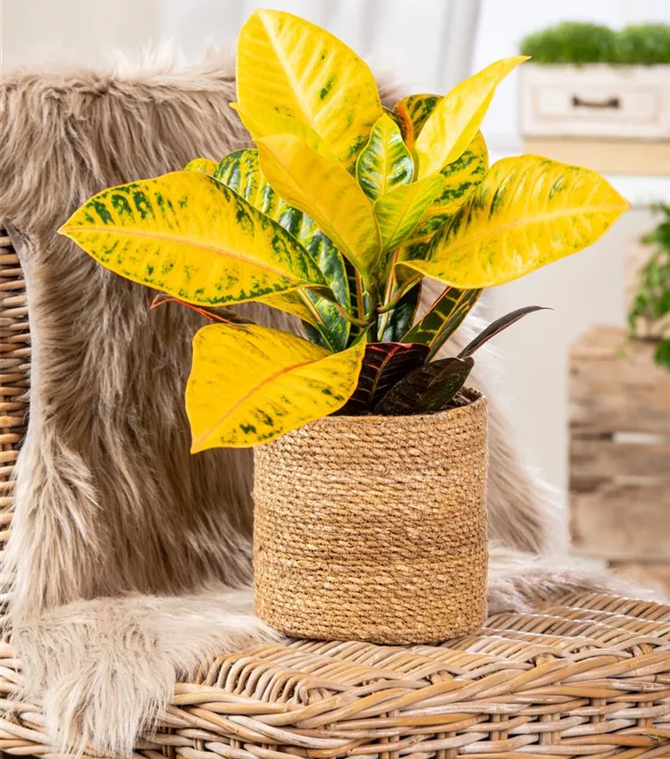 Codiaeum variegatum 'Petra', Wunderstrauch 'Petra' | RICOTER  Erdaufbereitung AG