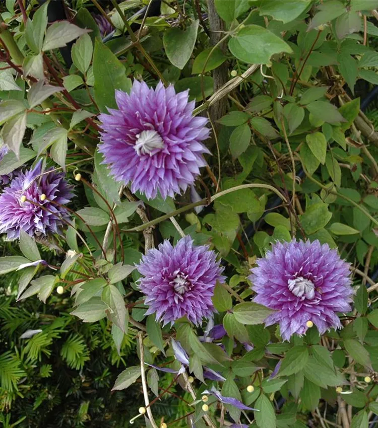 Clématite 'Josephine'