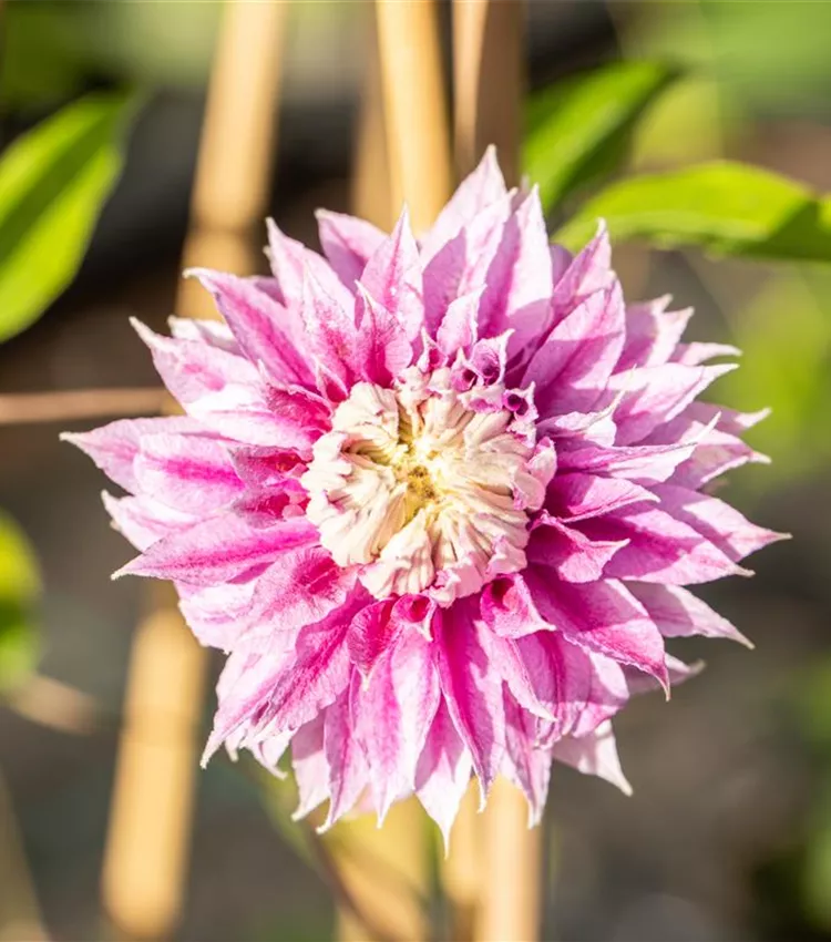 Clématite 'Josephine'