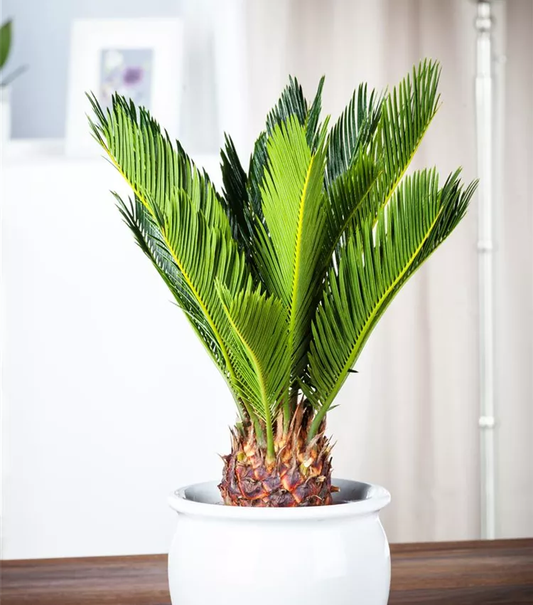 Palmfarn