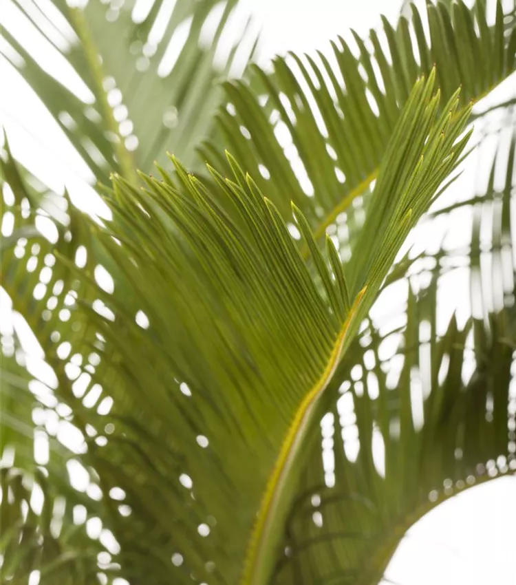 Palmfarn