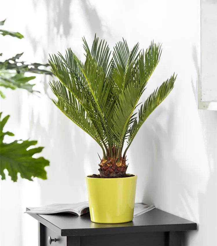 Palmfarn