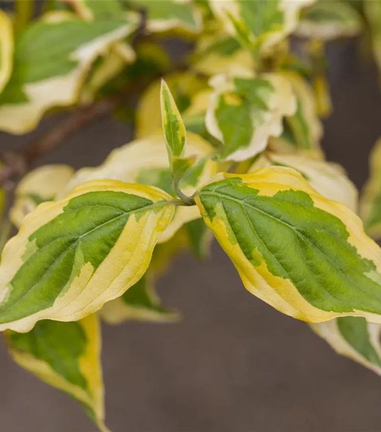 Kornelkirsche 'Tricolor'
